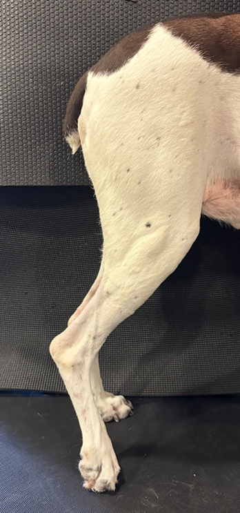 Achilles’ Tendon Injuries - American College of Veterinary Surgeons