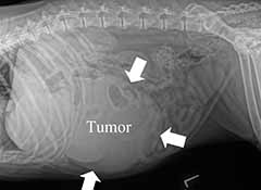 liver cancer in dogs