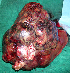 liver cancer in dogs