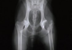 Surgery for 2024 hip dysplasia dogs