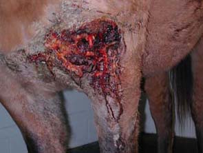 Management of equine wounds Part 2 - more serious wound repair - Darling  Downs Vets
